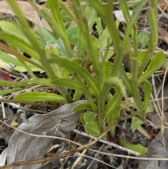 Lobelia anceps at Vincentia, NSW - 3 Oct 2023