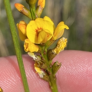 Viminaria juncea at Vincentia, NSW - 3 Oct 2023