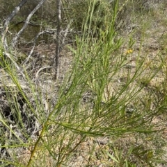 Viminaria juncea at Vincentia, NSW - 3 Oct 2023