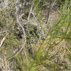 Viminaria juncea at Vincentia, NSW - 3 Oct 2023