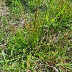 Juncus sp. (A Rush) at Gungahlin, ACT - 18 Oct 2023 by EmilySutcliffe