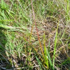 Juncus sp. at Gungahlin, ACT - 18 Oct 2023 10:12 AM