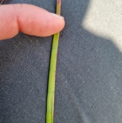 Juncus sp. at Gungahlin, ACT - 18 Oct 2023 10:12 AM