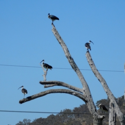 Threskiornis spinicollis (Straw-necked Ibis) at Symonston, ACT - 18 Oct 2023 by CallumBraeRuralProperty