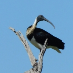 Threskiornis spinicollis at Symonston, ACT - 18 Oct 2023 10:48 AM