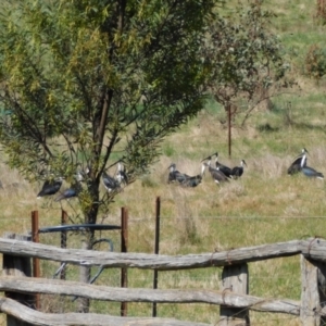 Threskiornis spinicollis at Symonston, ACT - 18 Oct 2023 10:48 AM