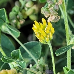 Trifolium dubium (Yellow Suckling Clover) at Lyneham, ACT - 18 Oct 2023 by trevorpreston