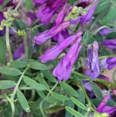 Vicia villosa (Russian Vetch) at Sullivans Creek, Lyneham South - 17 Oct 2023 by trevorpreston