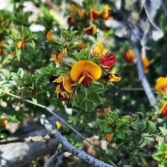 Pultenaea procumbens (Bush Pea) at The Pinnacle - 14 Oct 2023 by sangio7