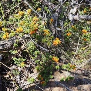 Pultenaea procumbens at Hawker, ACT - 14 Oct 2023