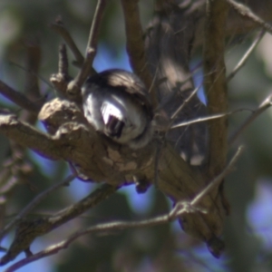 Daphoenositta chrysoptera at Gundaroo, NSW - 18 Oct 2023