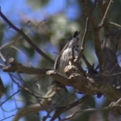 Daphoenositta chrysoptera at Gundaroo, NSW - 18 Oct 2023