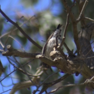 Daphoenositta chrysoptera at Gundaroo, NSW - 18 Oct 2023