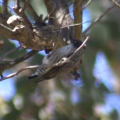 Daphoenositta chrysoptera at Gundaroo, NSW - 18 Oct 2023