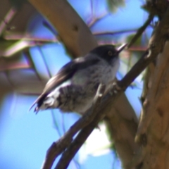 Daphoenositta chrysoptera at Gundaroo, NSW - 18 Oct 2023