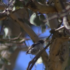 Daphoenositta chrysoptera at Gundaroo, NSW - 18 Oct 2023 12:01 PM