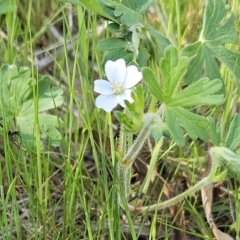 Geranium solanderi var. solanderi (Native Geranium) at Belconnen, ACT - 14 Oct 2023 by sangio7