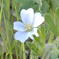 Geranium solanderi var. solanderi at The Pinnacle - suppressed