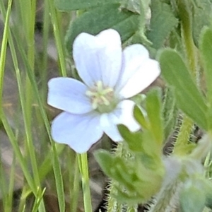 Geranium solanderi var. solanderi at The Pinnacle - suppressed