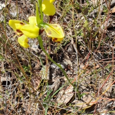 Diuris sulphurea (Tiger Orchid) at Cuumbeun Nature Reserve - 17 Oct 2023 by LyndalT