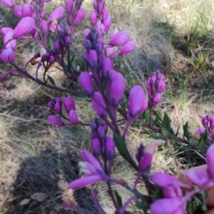 Comesperma ericinum at Carwoola, NSW - 18 Oct 2023