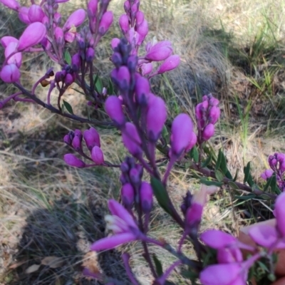 Comesperma ericinum (Heath Milkwort) at Cuumbeun Nature Reserve - 17 Oct 2023 by LyndalT