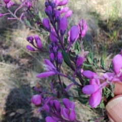 Comesperma ericinum at Carwoola, NSW - 18 Oct 2023