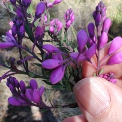 Comesperma ericinum at Carwoola, NSW - 18 Oct 2023