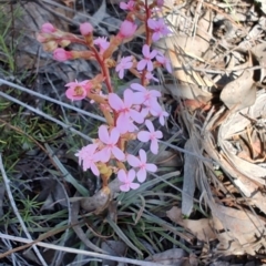 Stylidium graminifolium (grass triggerplant) at Carwoola, NSW - 18 Oct 2023 by LyndalT
