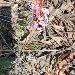 Stylidium graminifolium at Carwoola, NSW - 18 Oct 2023