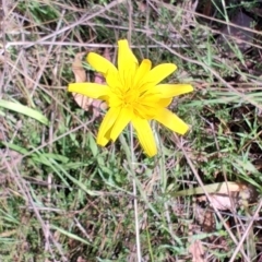 Microseris walteri (Yam Daisy, Murnong) at Carwoola, NSW - 17 Oct 2023 by LyndalT