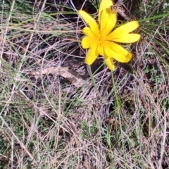 Microseris walteri at Carwoola, NSW - 18 Oct 2023