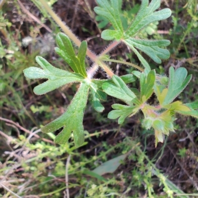 Geranium solanderi var. solanderi (Native Geranium) at Carwoola, NSW - 17 Oct 2023 by LyndalT