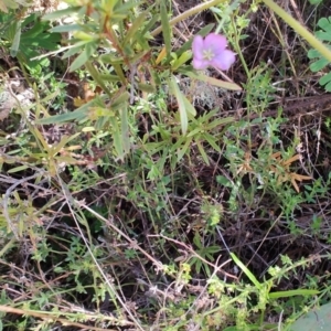 Geranium solanderi var. solanderi at Carwoola, NSW - 18 Oct 2023