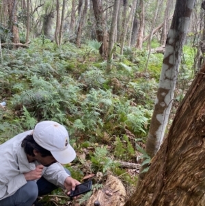 Thersites mitchellae at Byron Bay, NSW - suppressed