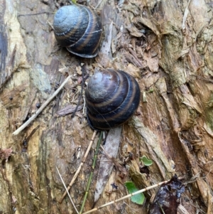 Thersites mitchellae at Byron Bay, NSW - suppressed