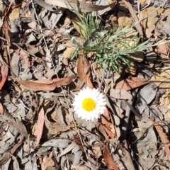 Leucochrysum albicans subsp. tricolor (Hoary Sunray) at Carwoola, NSW - 18 Oct 2023 by LyndalT