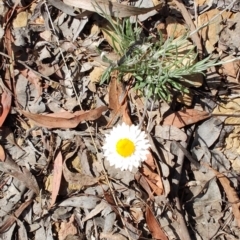Leucochrysum albicans subsp. tricolor (Hoary Sunray) at Carwoola, NSW - 17 Oct 2023 by LyndalT