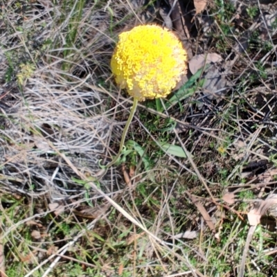 Craspedia variabilis (Common Billy Buttons) at Carwoola, NSW - 17 Oct 2023 by LyndalT