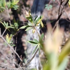 Styphelia triflora (Five-corners) at Cuumbeun Nature Reserve - 17 Oct 2023 by LyndalT
