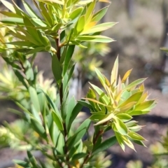 Styphelia triflora at Carwoola, NSW - 18 Oct 2023