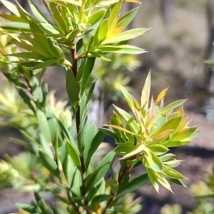 Styphelia triflora at Carwoola, NSW - 18 Oct 2023
