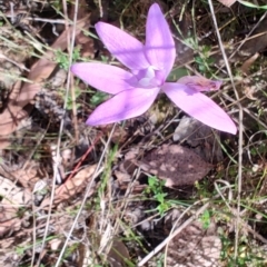 Glossodia major (Wax Lip Orchid) at Carwoola, NSW - 18 Oct 2023 by LyndalT