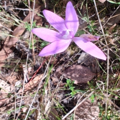 Glossodia major (Wax Lip Orchid) at Cuumbeun Nature Reserve - 17 Oct 2023 by LyndalT