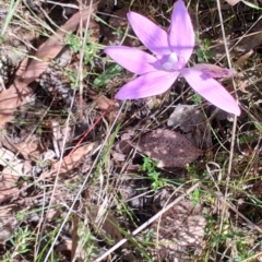 Glossodia major at Carwoola, NSW - 18 Oct 2023