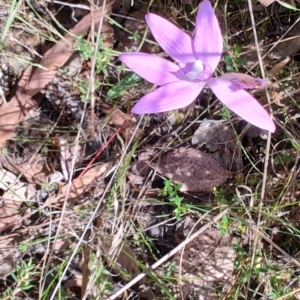 Glossodia major at Carwoola, NSW - 18 Oct 2023