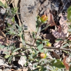 Hibbertia obtusifolia (Grey Guinea-flower) at Carwoola, NSW - 18 Oct 2023 by LyndalT