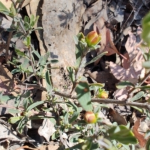 Hibbertia obtusifolia at Carwoola, NSW - 18 Oct 2023