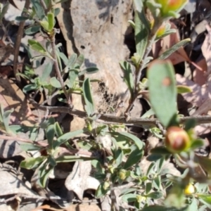 Hibbertia obtusifolia at Carwoola, NSW - 18 Oct 2023