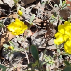 Hibbertia obtusifolia at Carwoola, NSW - 18 Oct 2023